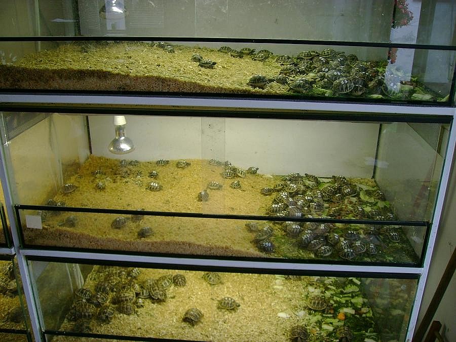 Malé  suchozemské želvy + vybavená terária