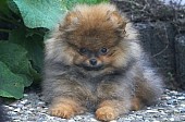 Německý špic trpasličí (Pomeranian) - štěnata s PP