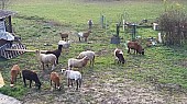 Kamerunske beranky, ovce krizene kamerun.zwerbl , valaska ,