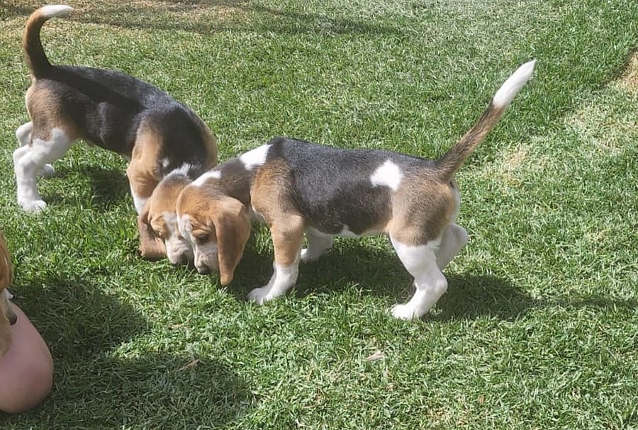 Beagle (Bígl)