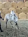Výcvik koní, obsedání