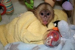 Černobílé kapucínské opice k adopci