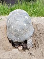 Suchozemské želvy odchov 2022