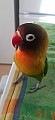 Prodám papouška-Agapornis škraboškový