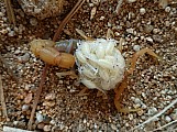 Parabuthus pallidus, Androctonus bicolor