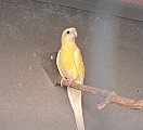 Papousek zpevavy samice
