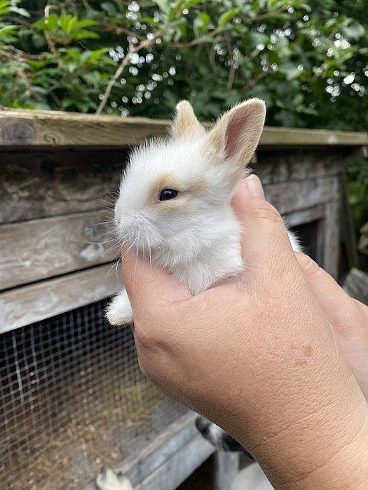Prodám mláďata zakrslého králíka