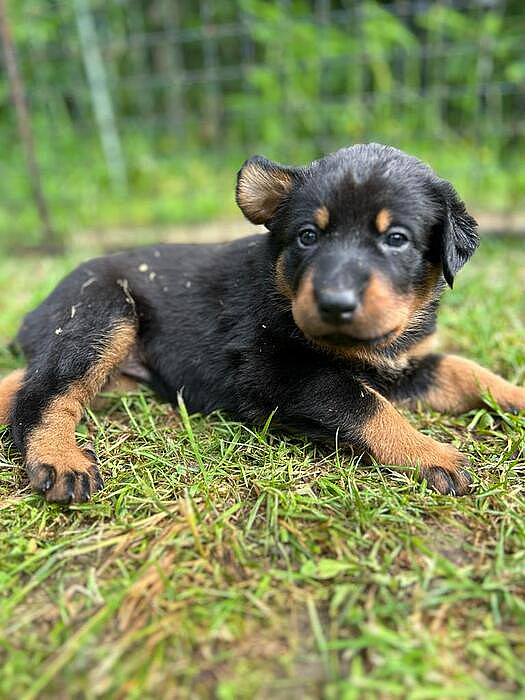 Beauceron-francouzský ovčák