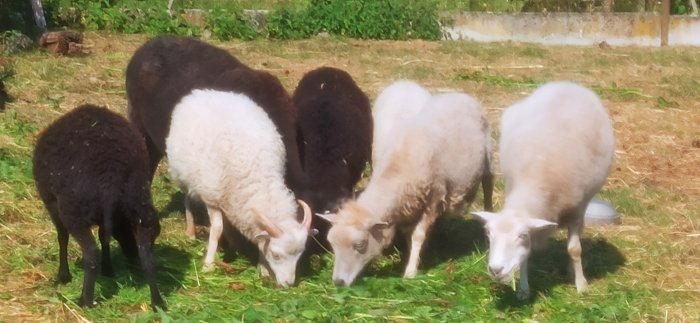 Quessantské ovce - jehňatka k odběru