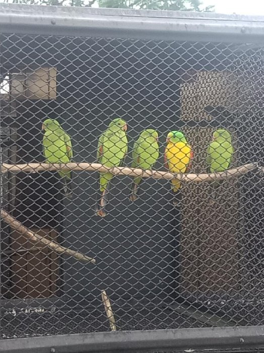 Papoušci Červenokřídlí mutace žlutá.