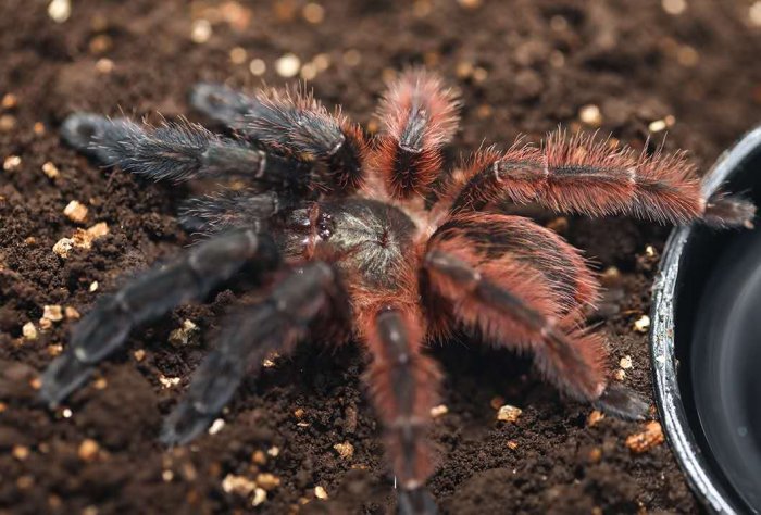 Psalmopoeus victori