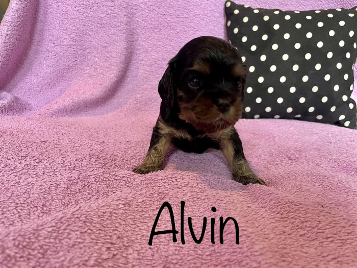 Štěně kavalír king charles spaniel