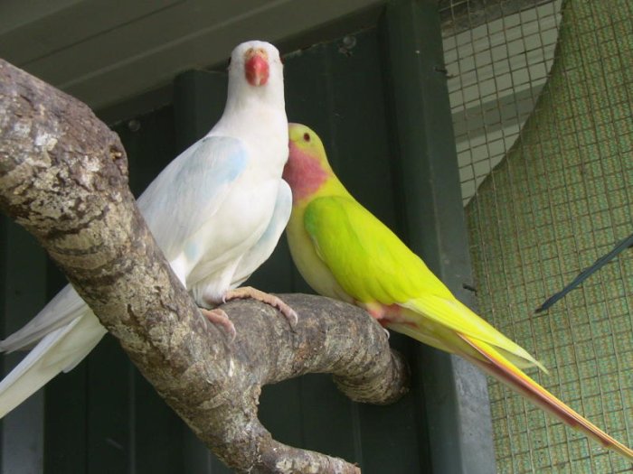 Papoušek alexandřin - pastel