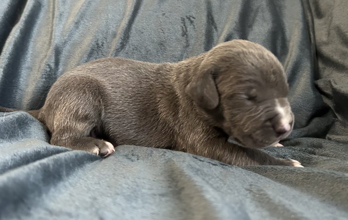 American bully XL