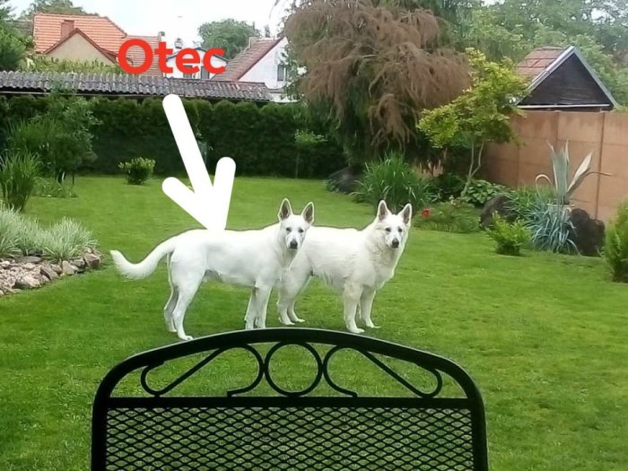 Bílý švýcarský ovčák