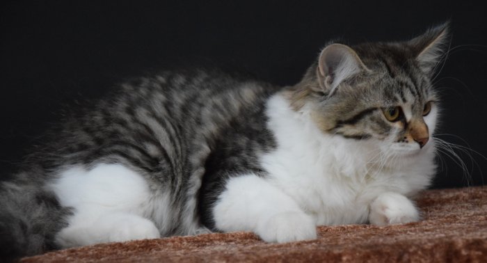 Sibiřská kočka - koťata