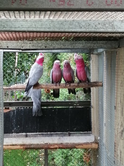 Kakadů růžový