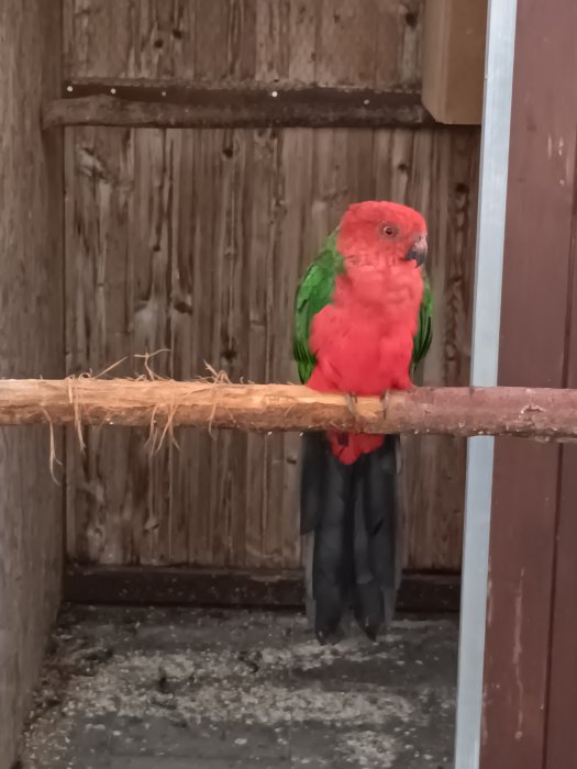 Papoušek karmínový
