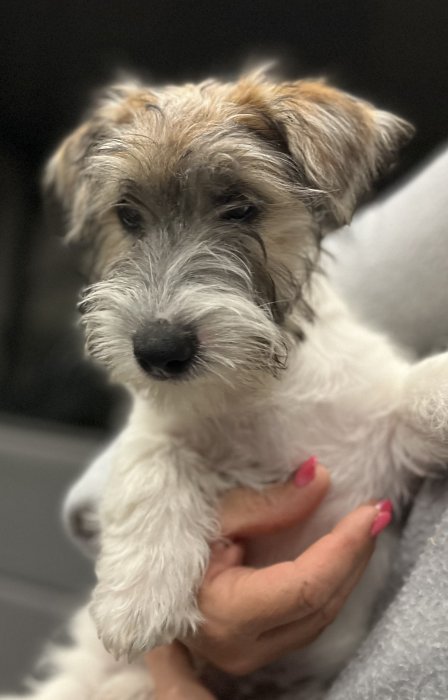 Jack Russell terier