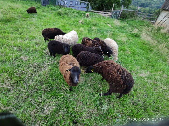 Ouessantské ovce