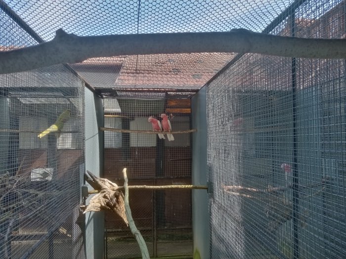 Kakadu růžový (lutino)