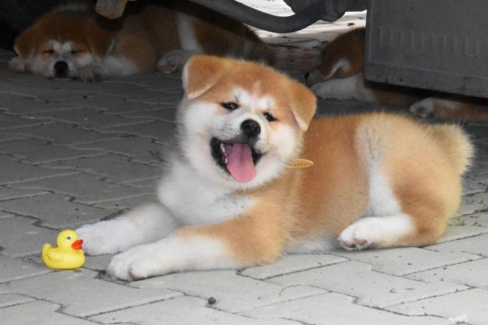 Akita inu s PP