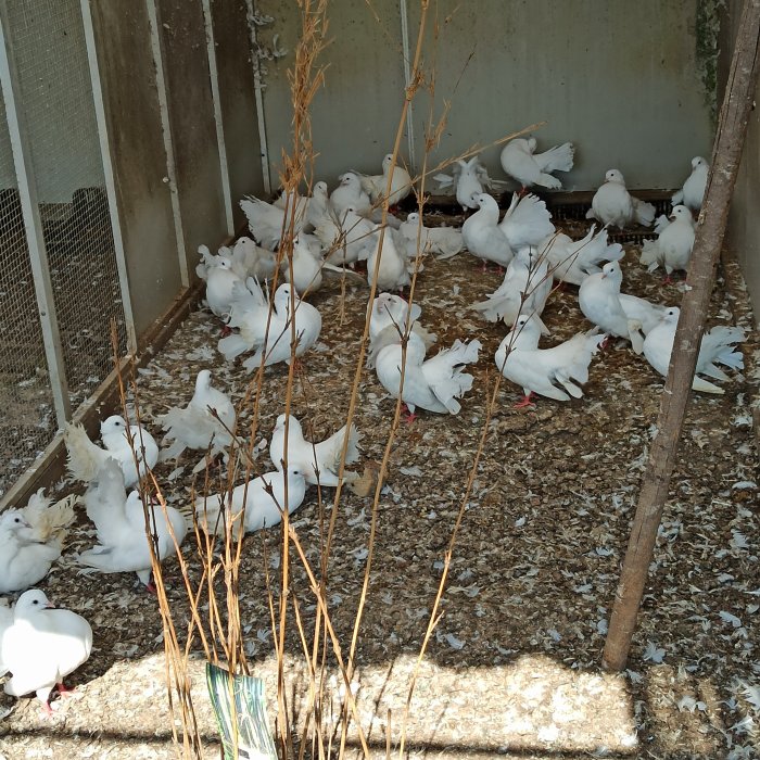 Prodám bílé holuby pávíky