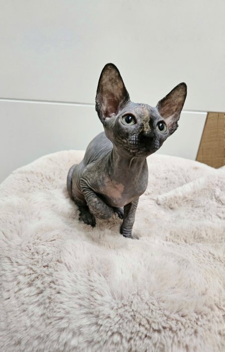Kanadský sphynx kočička