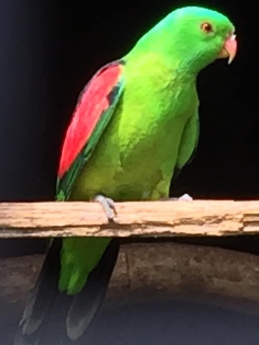 Papoušek červenokřídlý 3,2