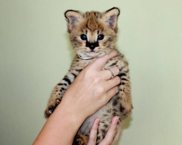Mačiatka Savannah serval a caracal vo veku 4 týždňov