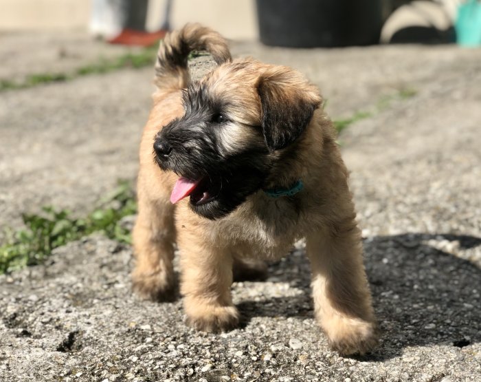 Pšeničný teriér - Irish Soft Coated Wheaten Terrier