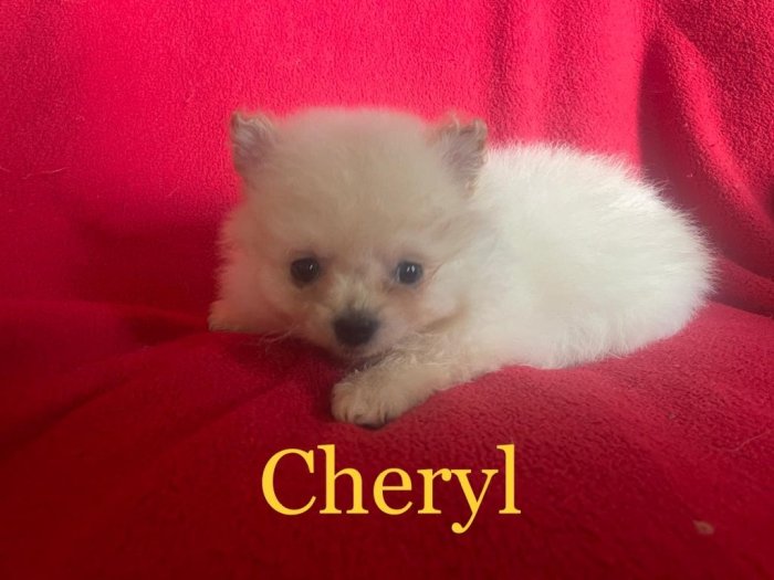 Pomeranian holka Cheryl s PP