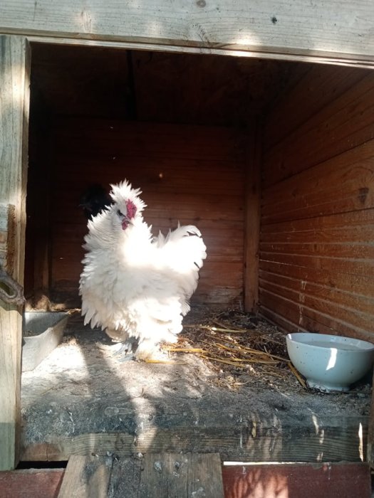 2 kohoutky hedvábničky zdrobnělé frizzle