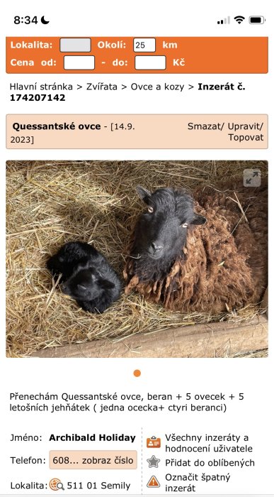 Quessantské ovce