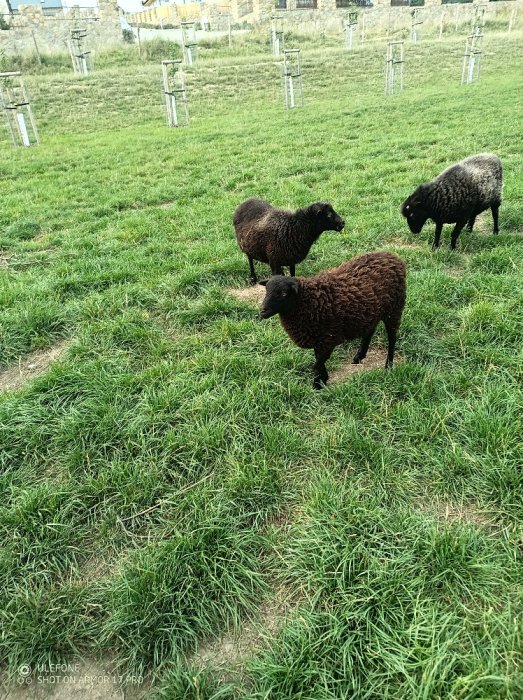 Ovce Ouessantska (Quessantská) prodám dvě ovečky a beránka