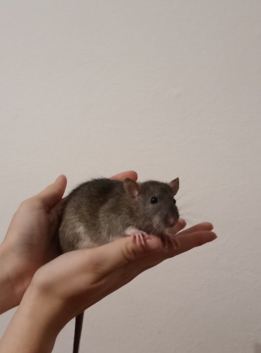 potkaní miminka