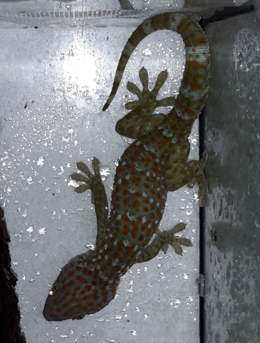 gekon obrovský Gekko gecko 1,0 CB