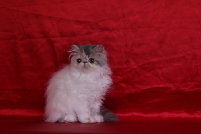 Perská kočička modřeželvovinová s bílou, PP,
