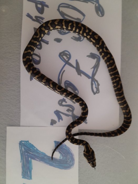 Morelia spilota cheynei Štěchovice (Praha západ), Prodám