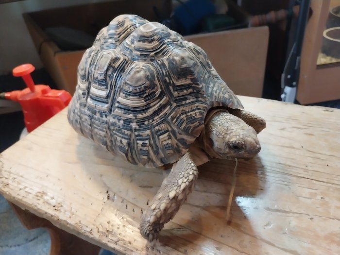 Stigmochelys pardalis Habrovice (Ústí nad Labem), Prodám ChovZvířat.cz