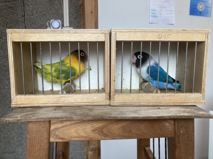 Agapornis personatus Uherský Brod (část) (Uherské Hradiště), Prodám