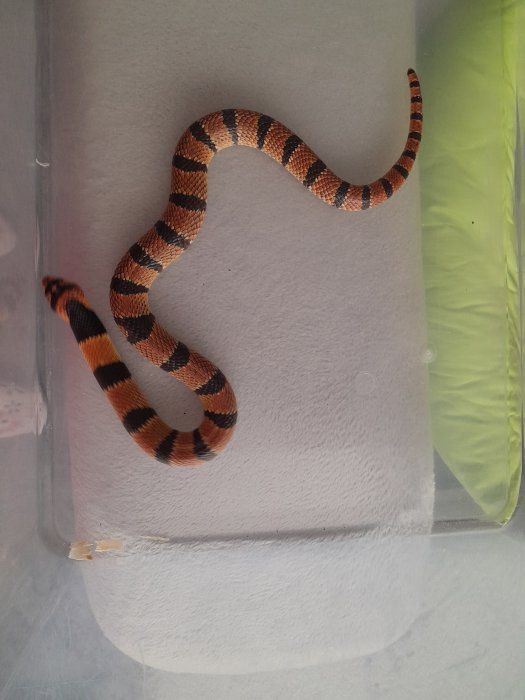 Prodám Aspidelaps lubricus lubricus Štěchovice (Praha západ