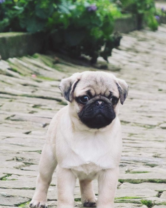 Mops Mopsl k Pug t tka Fr dek Fr dek M stek Prod m mops-mopsl-k-pug-t-tka-fr-dek-fr-dek-m-stek-prod-m