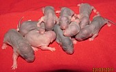 Potkaní miminka s rodokmenem