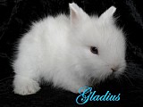 prodáme teddy králíčky s VP-rdiče výstavní kusy!!!