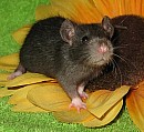 Vymazlená potkaní miminka - potkan - odběr ihned