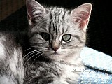 Britské modré stříbřitě mramorované koťátko s PP