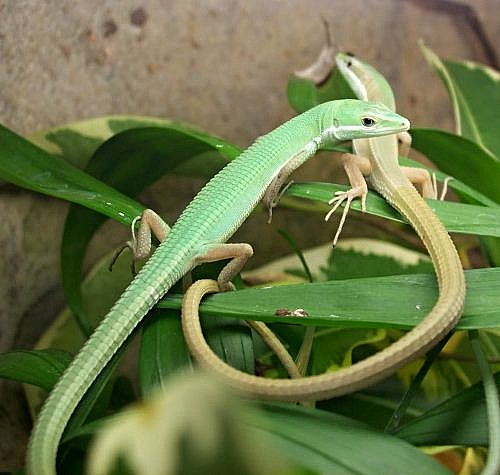 Takydromus smaragdinus - Liberecký kraj, Prodám - ChovZvířat.cz