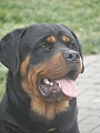 Rottweiler - 8 měsíční pes s PP