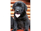 krásná štěnátka labradora